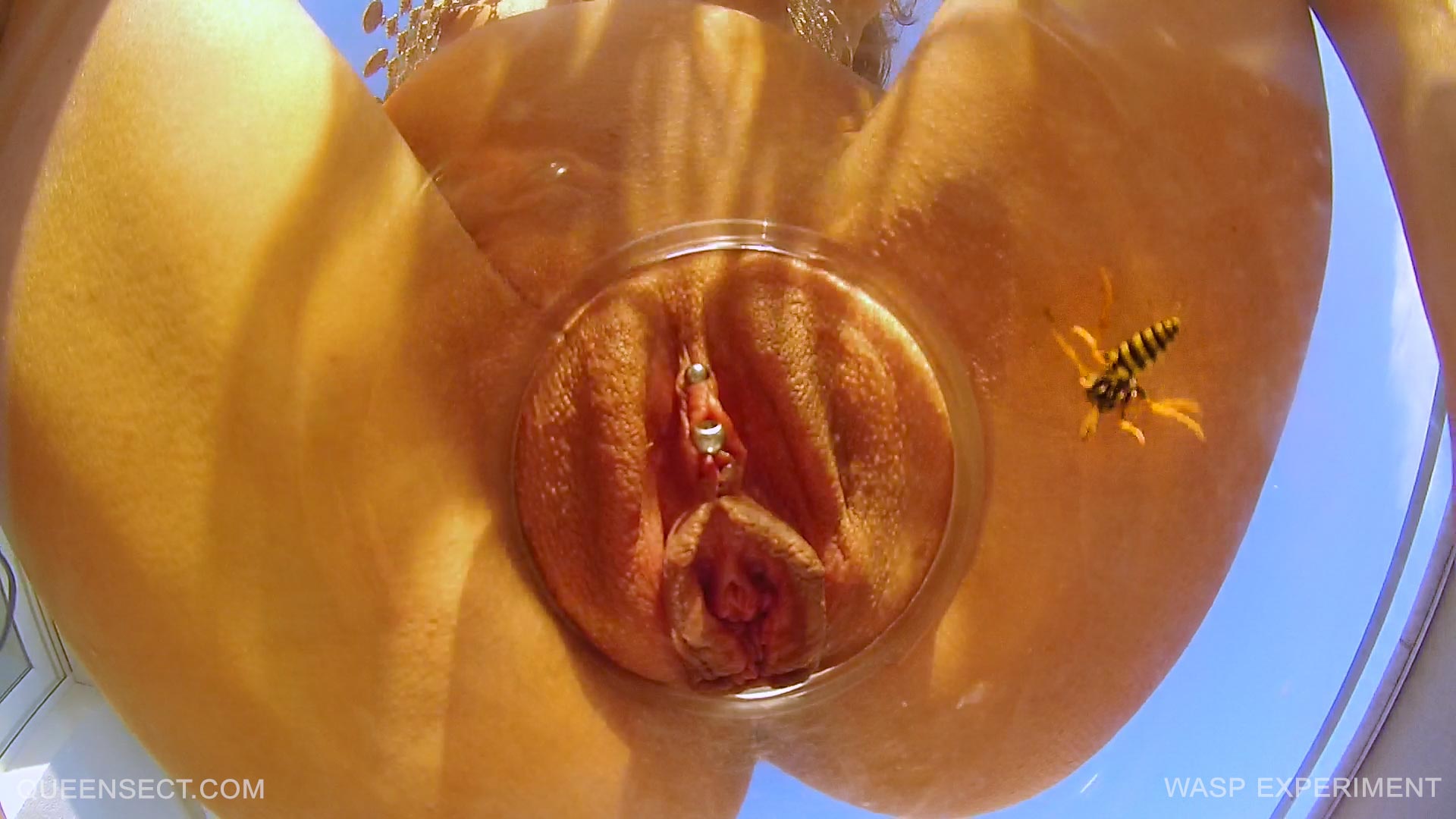 Bee sting clit - 🧡 Wasps, bees, flies and more off the net. 